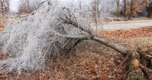 Preventing Winter Tree Damage in Nashville, TN