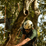 Certified arborist inspecting an oak tree with early oak wilt symptoms in Davidson County, Tennessee without text
