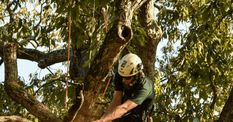 Certified arborist inspecting an oak tree with early oak wilt symptoms in Davidson County, Tennessee without text
