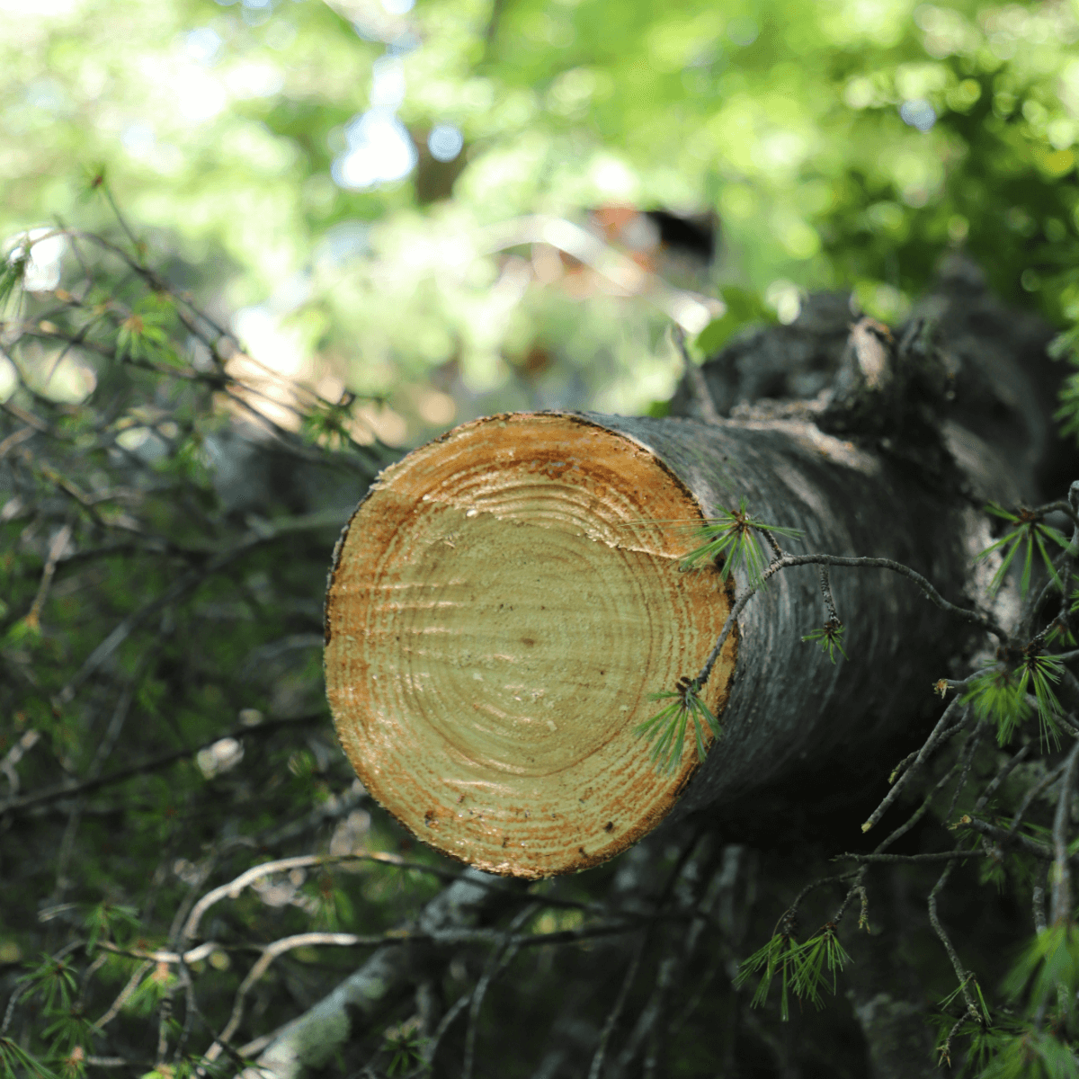 The Good Tree Company