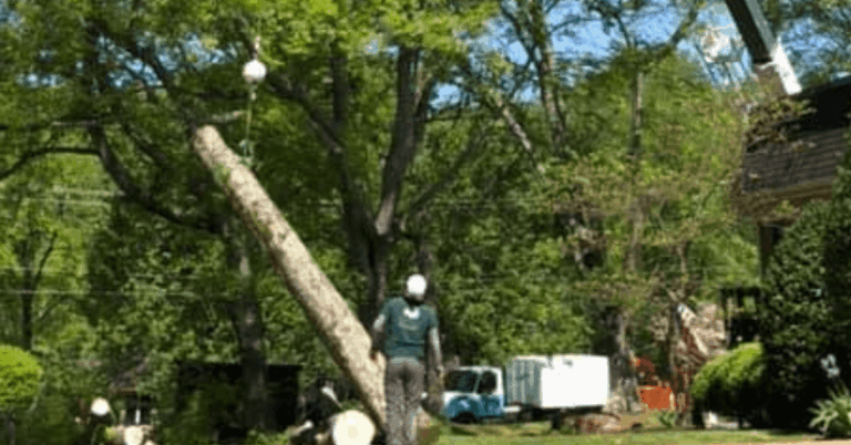 Professional stump grinding machine removing a large hardwood tree stump in Nashville, Tennessee