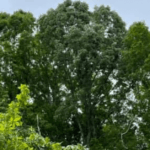 Certified arborist inspecting an oak tree with early oak wilt and storm damage symptoms in Davidson County, Tennessee.