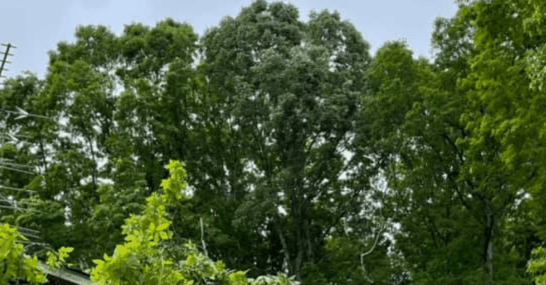 Certified arborist inspecting an oak tree with early oak wilt and storm damage symptoms in Davidson County, Tennessee.