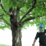 Certified arborist trimming healthy shrubs at a Nashville home