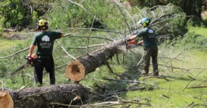 Tree Service Company in Davidson County, TN