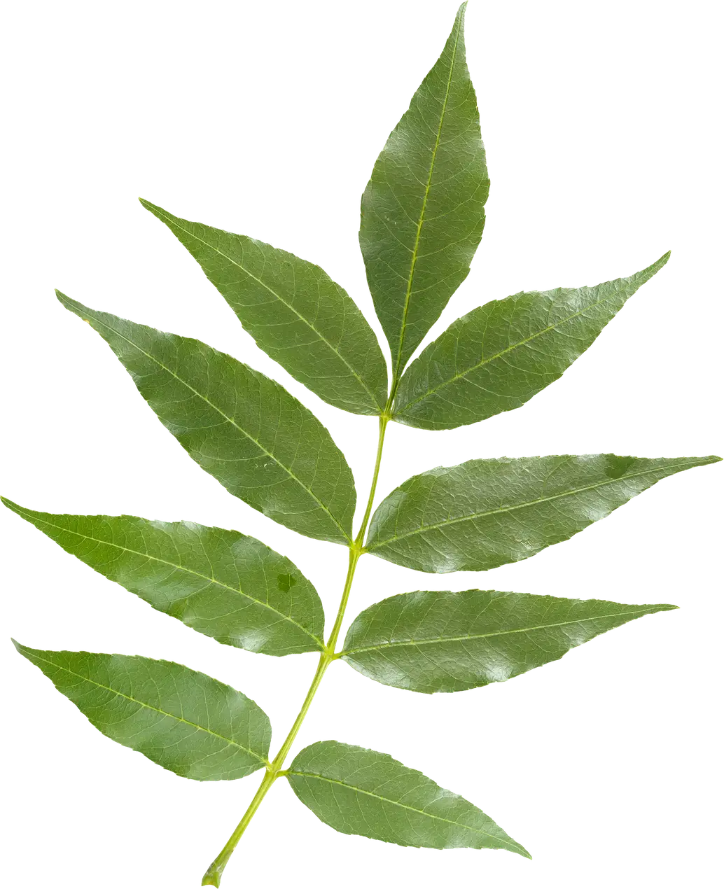 Ash Leaf