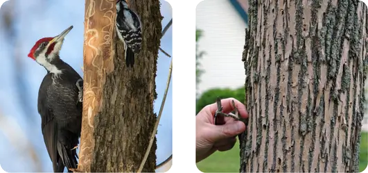 Infested Tree 1