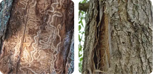 Infested Tree 2