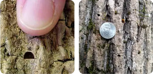 Infested Tree 3