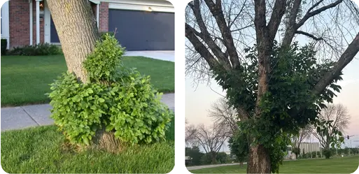 Infested Tree 4