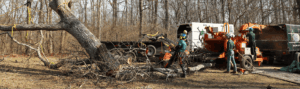 Certified arborist providing tree service in Nashville, TN for residential clients