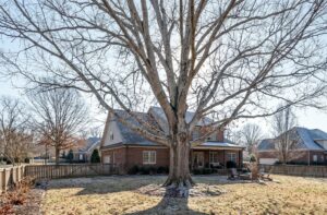 Best Time to Trim Oak Trees in Williamson County