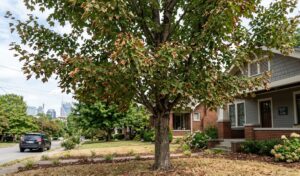 How Summer Heat Stress Affects Trees in Nashville Yards